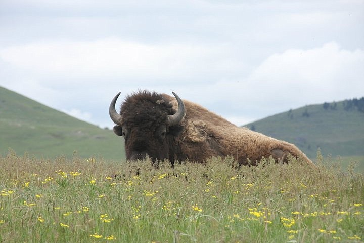 MAUREEN DOLAN/Press 
A buffalo rests among spring wildflowers on a knoll along Prairie Drive, a scenic route that runs along Mission Creek, within the National Bison Range in western Montana.