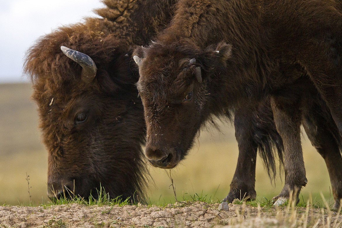 ANDREAS BRAUNLICH/Hagadone News Network
A young bison grazes alongside an adult at the National Bison Range.