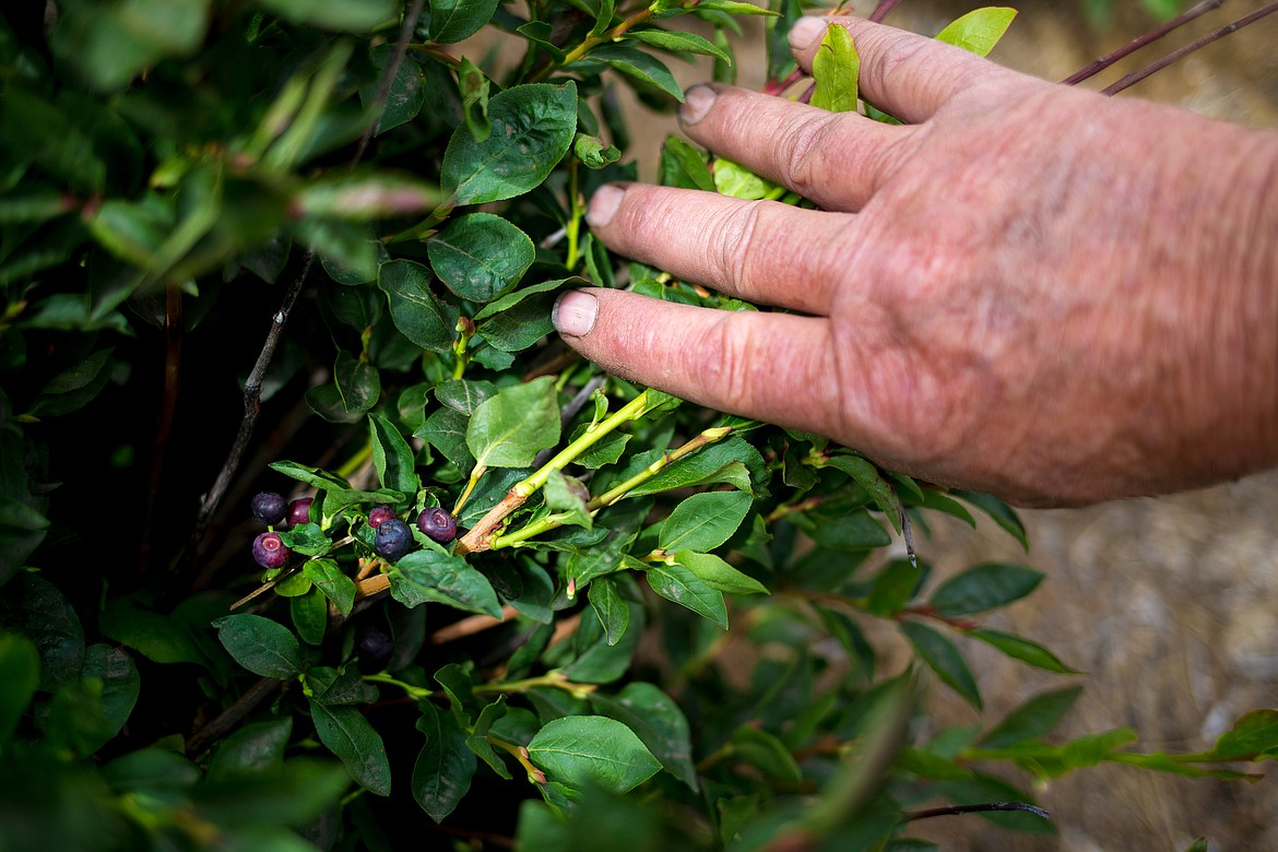 JAKE PARRISH/Hagadone News Network
Culbreth finds huckleberries tucked away in a six-year-old bush he purchased from University of Idaho Moscow&#146;s College of Agricultural and Life Sciences program.