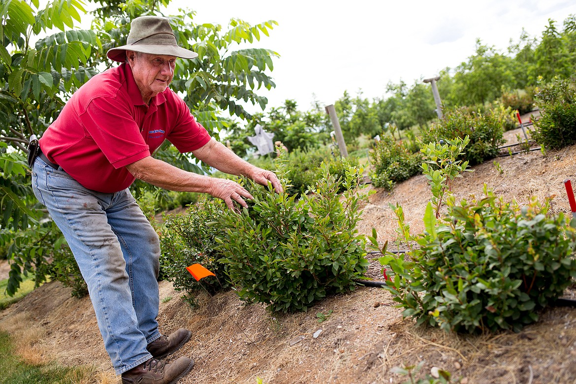 JAKE PARRISH/Hagadone News Network
Joe Culbreth examines his six-year-old huckleberry bushes for signs of berries on Thursday. The bushes bloomed for the first time this season.