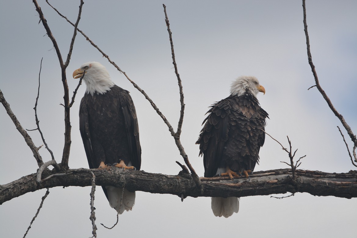 &#151;Photo by DON BARTLING
Two eagles resting on branch.