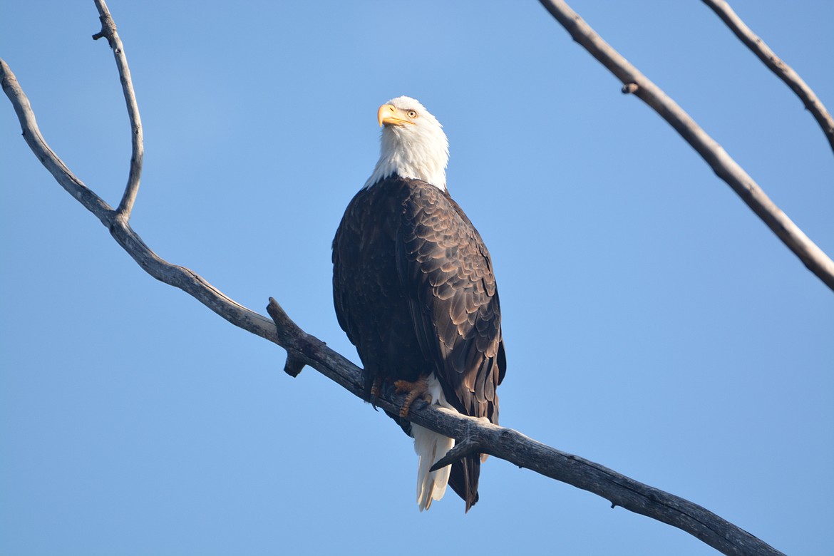 &#151;Courtesy photo
The bald eagle is a majestic bird.