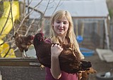 CDC: Don't snuggle chickens