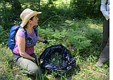 Glacier Park "weed blitz' on tap