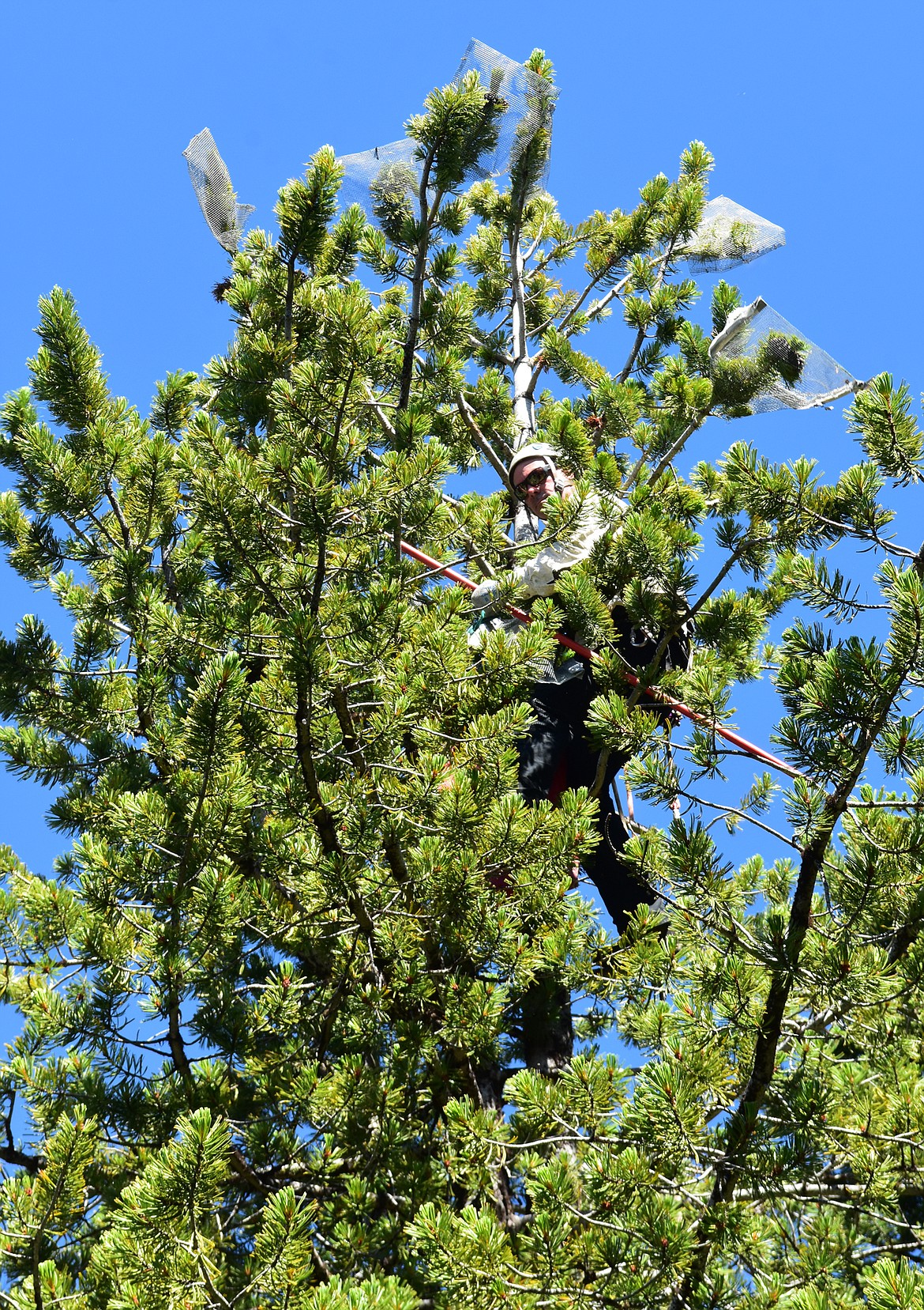 Daniel McKay / Whitefish Pilot
Hal Herring cages the cones of a whitebark pine tree on Big Mountain Tuesday, July 18. The cages keep out squirrels and Clark&#146;s nutcracker.