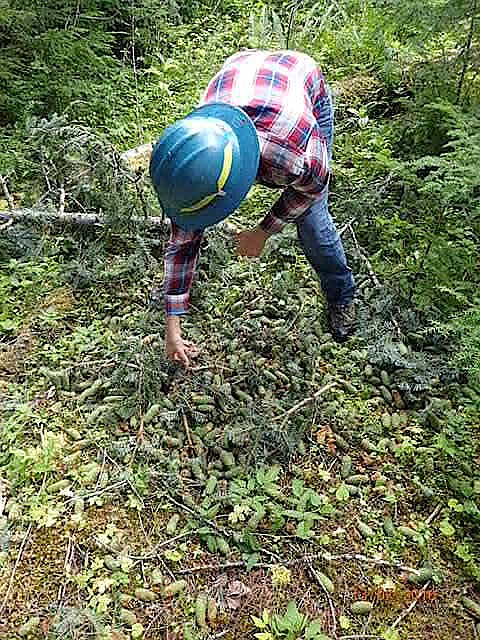 Photo courtesy of the U.S. Forest Service
Josh Jurgensen, Coeur d&#146;Alene River Ranger District recreation staff officer, assesses tree damage at the Kit Price Campground on the Coeur d&#146;Alene River.