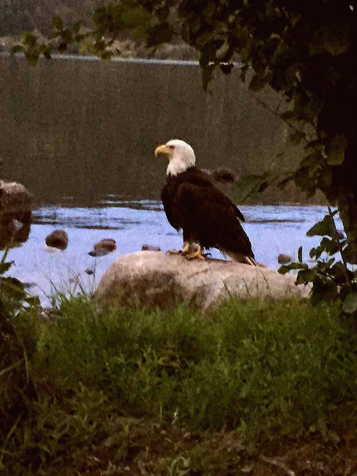 &#151;Photo courtesy LAURA JONES
This ailing eagle was discovered near the mouth of Cocolalla Creek.