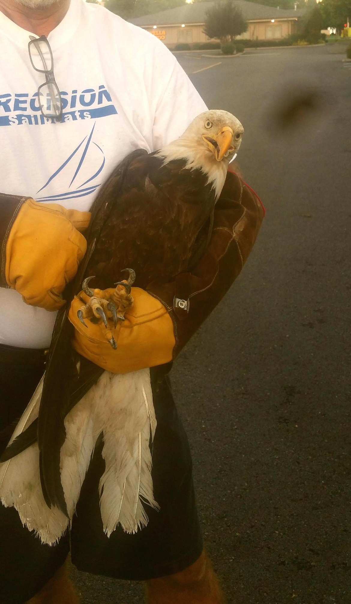 &#151;Photo courtesy LAURA JONES
A closeup of the injured eagle.