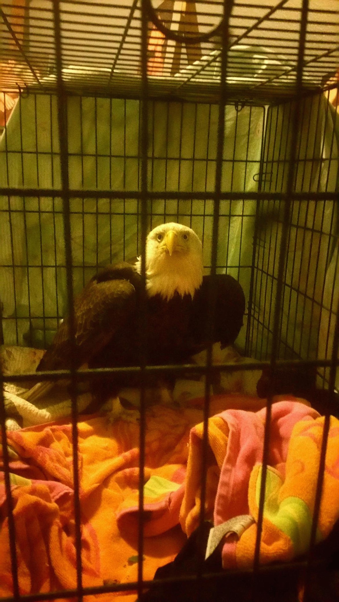 &#151;Photo courtesy LAURA JONES
The rescued eagle after spending the night in a kennel.