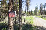 Forest opts for smaller salvage sale for Trail Creek