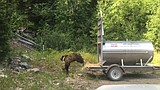 Grizzly augmentation showing promise in Cabinet-Yaak
