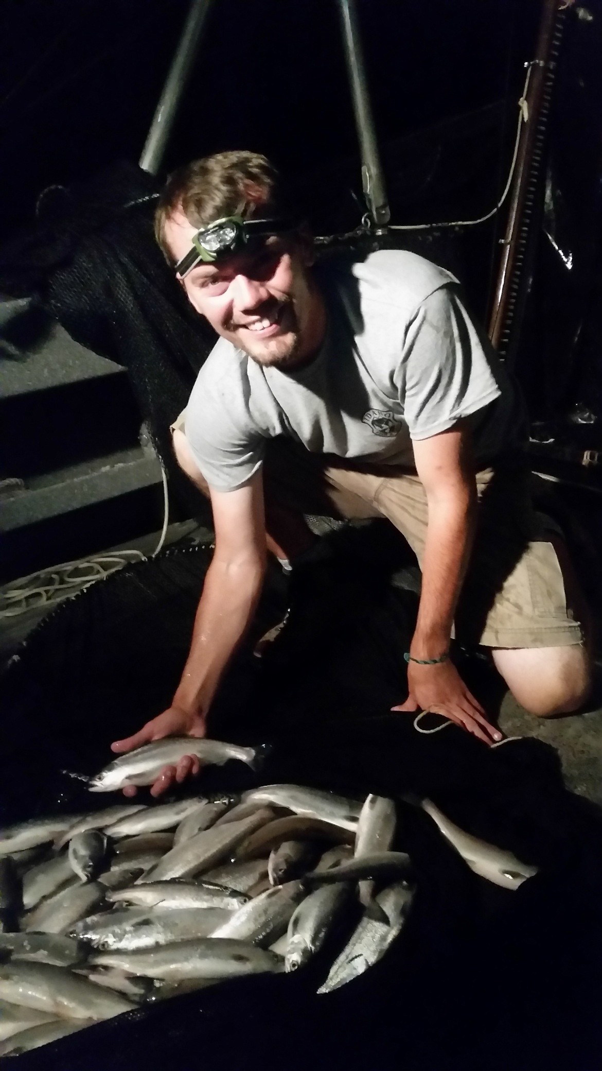 &#151;Photo by SEAN WILSON/Idaho Department of Fish and Game
Trawl catches of kokanee from Dworshak Reservoir. The larger fish were between 10 and 11 inches.