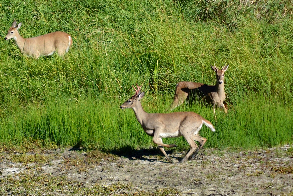 Photo courtesy of IDFG. 

White-tail deer in Idaho Fish and Game&#146;s Panhandle Region.