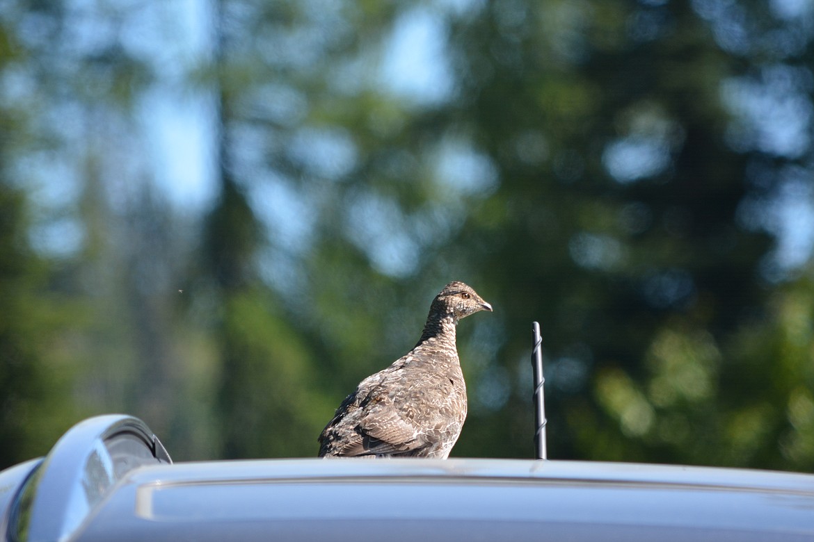 -- Photo by DON BARTLING

Grouse explores vehicle; finding no food, it moves on.