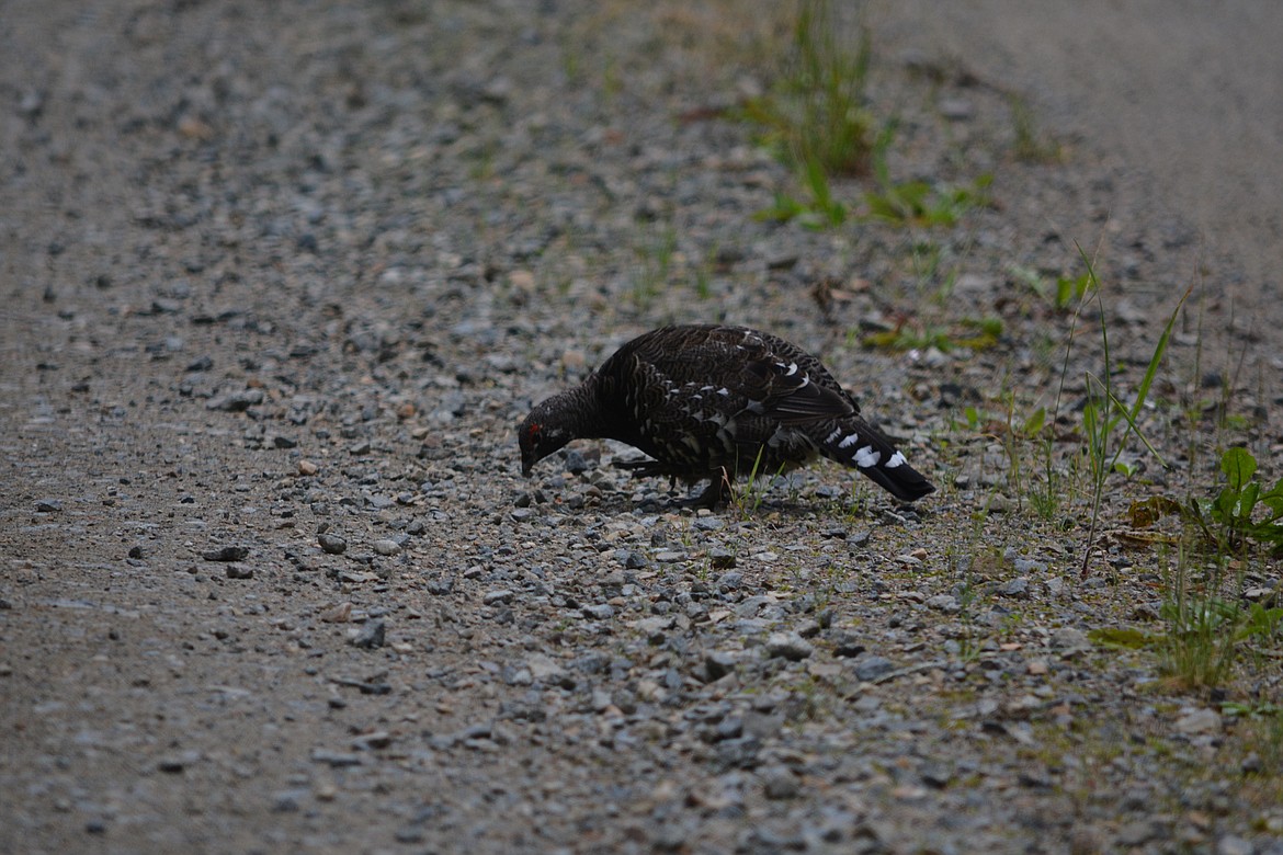 -- Photo by DON BARTLING

A male spruce grouse pecks for food on a backwoods logging road.