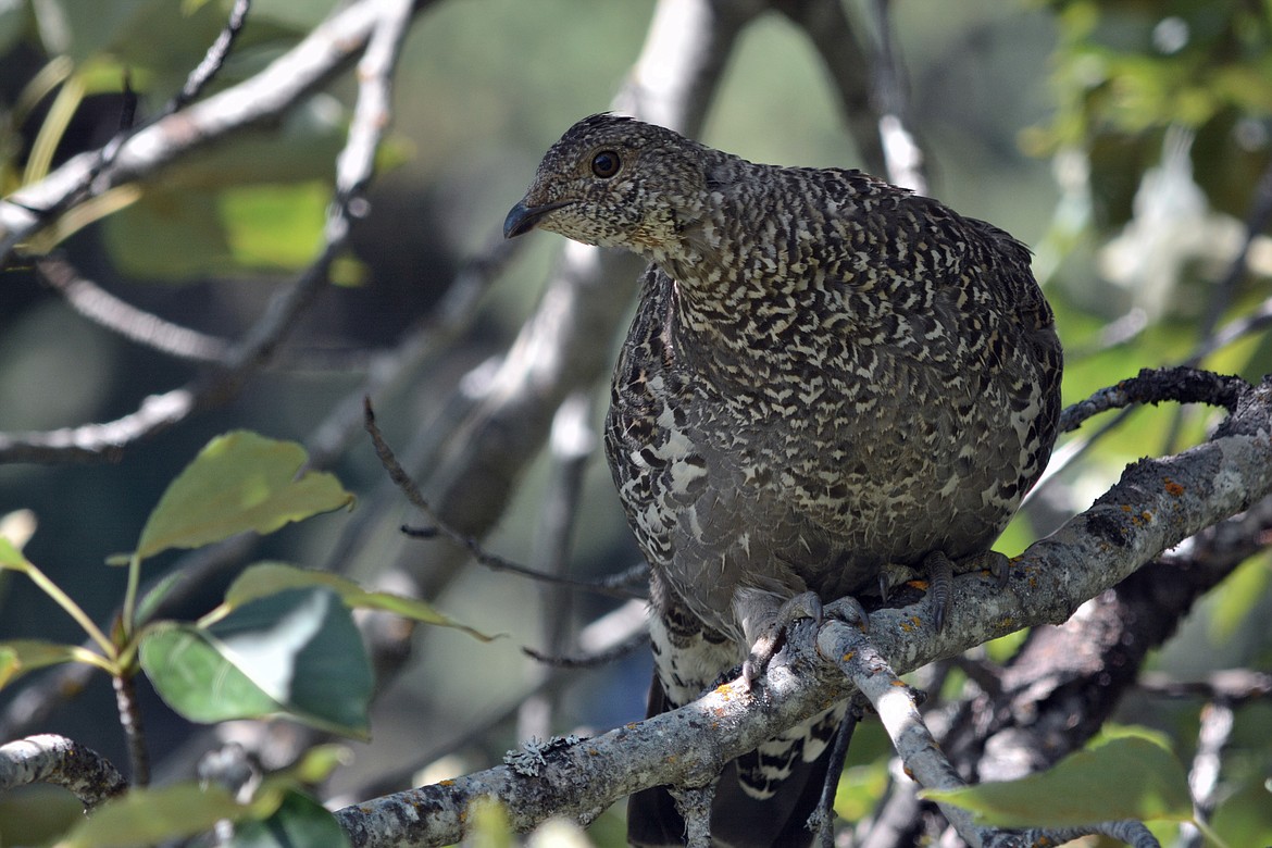 -- Photo by DON BARTLING

Spruce grouse feel at home in pine, spruce or fir trees.