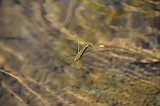 Water striders are beneficial bugs