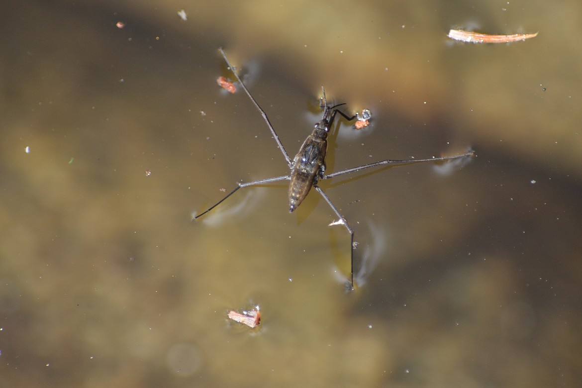 -- Photo by DON BARTLING
Common water striders have very good vision and move quickly on the water.