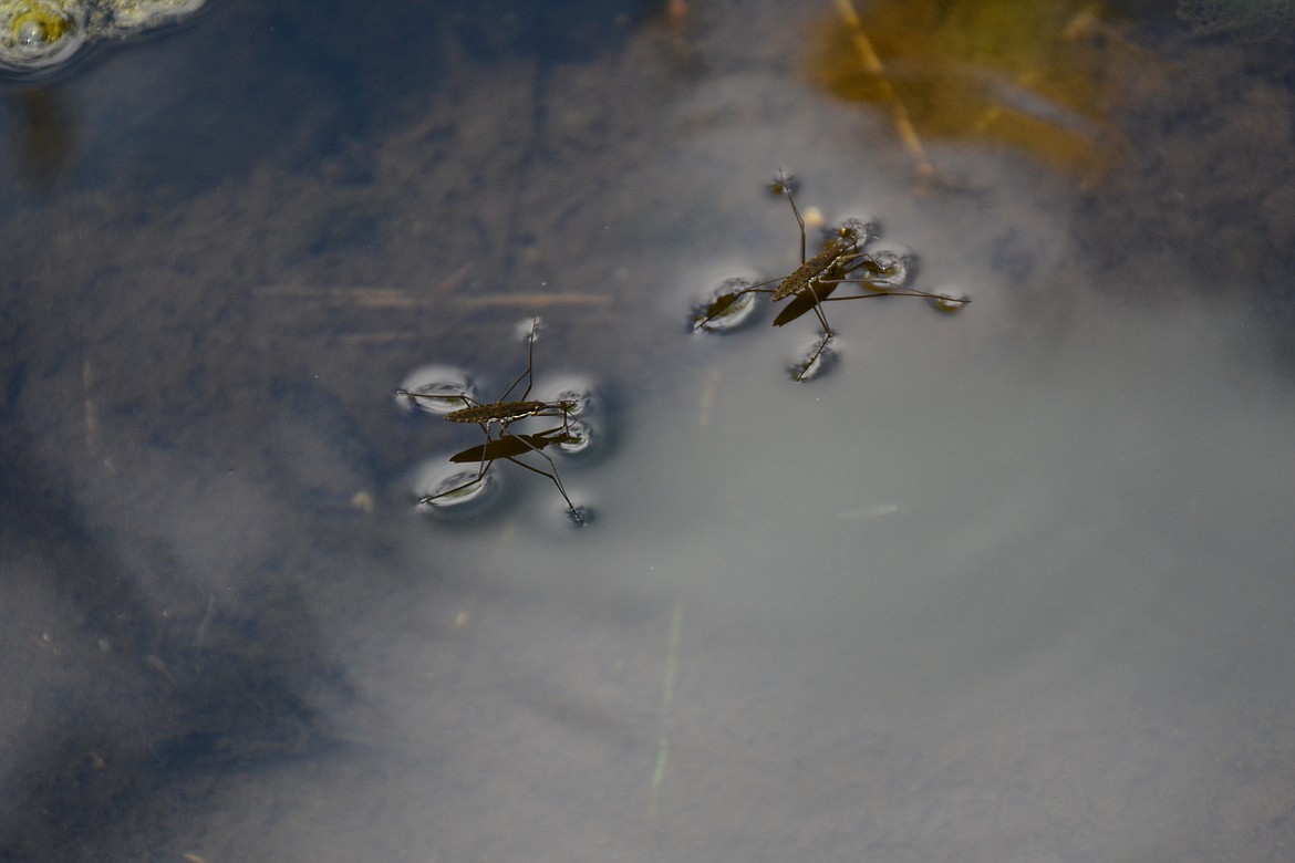 -- Photo by DON BARTLING
In breeding season, water striders communicate by sending ripples to each other on the surface of the water.