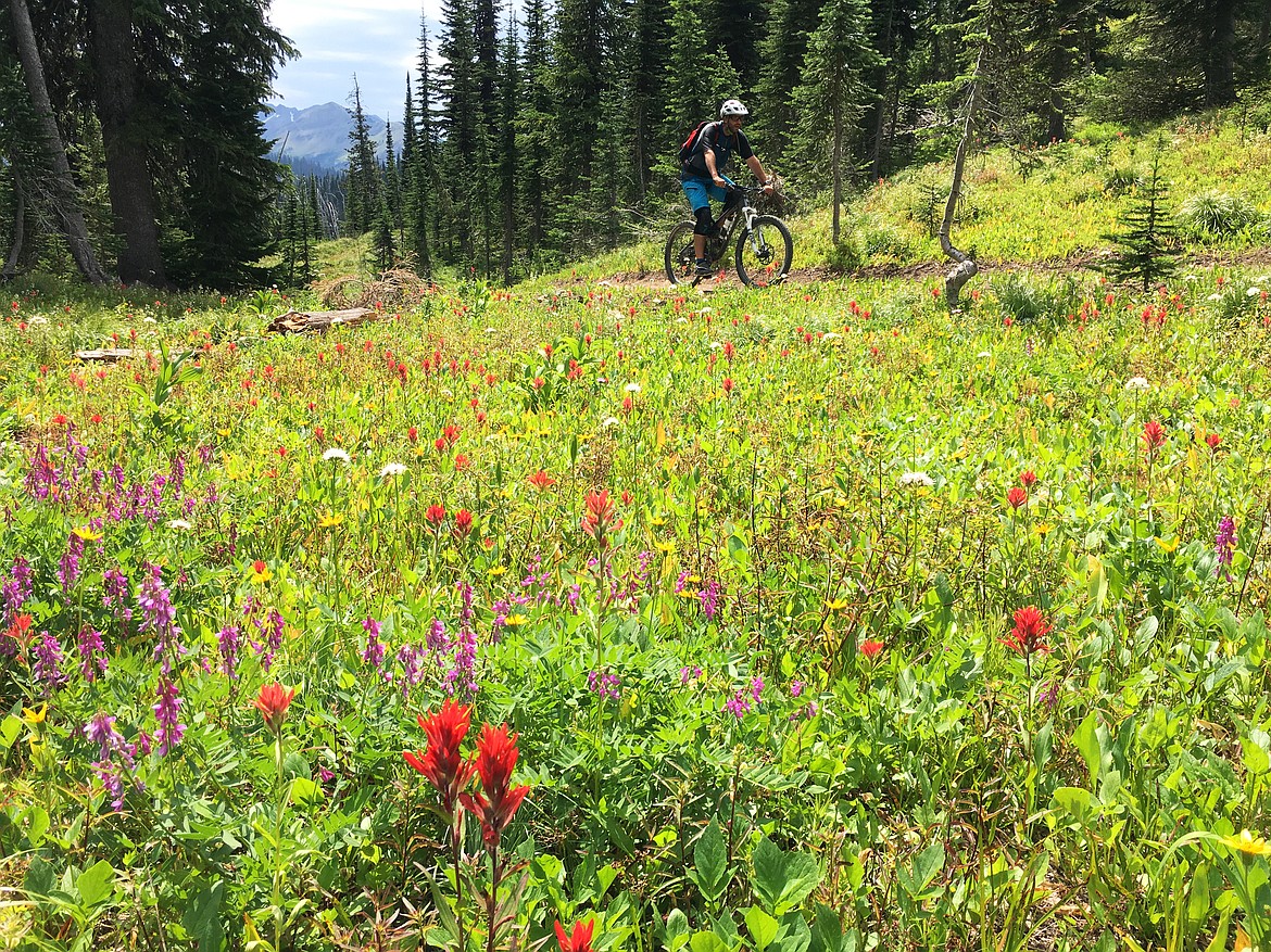 Wildflowers line the route along Alpine Trail No. 7 in the Swan Mountains.