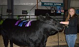 First-year steer sweeps competition