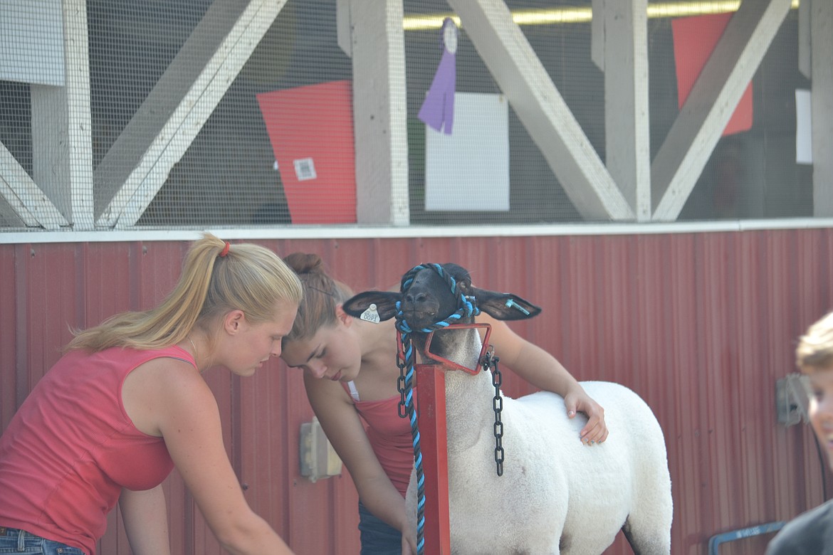 Photo by SARAH JENKINS

Lamb getting ready for show.