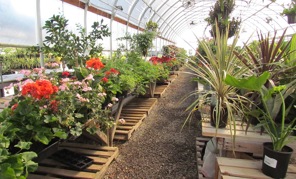 -- Photo by LYNNE HALEY

Colorful geraniums and greenery fill the aisles in the greenhouse at Moose Valley Farms.