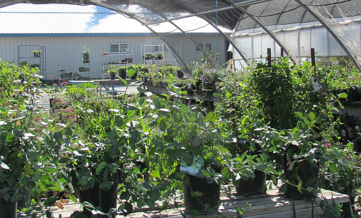 -- Photo by LYNNE HALEY
Light shade is all that is necessary to keep these outdoor plants lush and healthy at Moose Valley Farms.