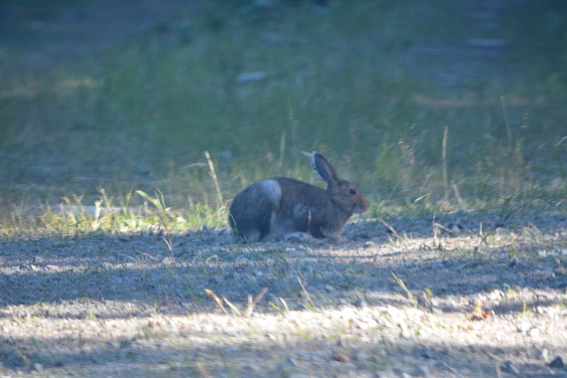 -- Photo by DON BARTLING

Female snowshoe hares can have two or 3three litters per year with up to 8 young per litter.