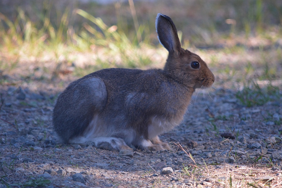 -- Photo by DON BARTLING

Female snowshoe hares can have two or three litters per year with up to eight young per litter.