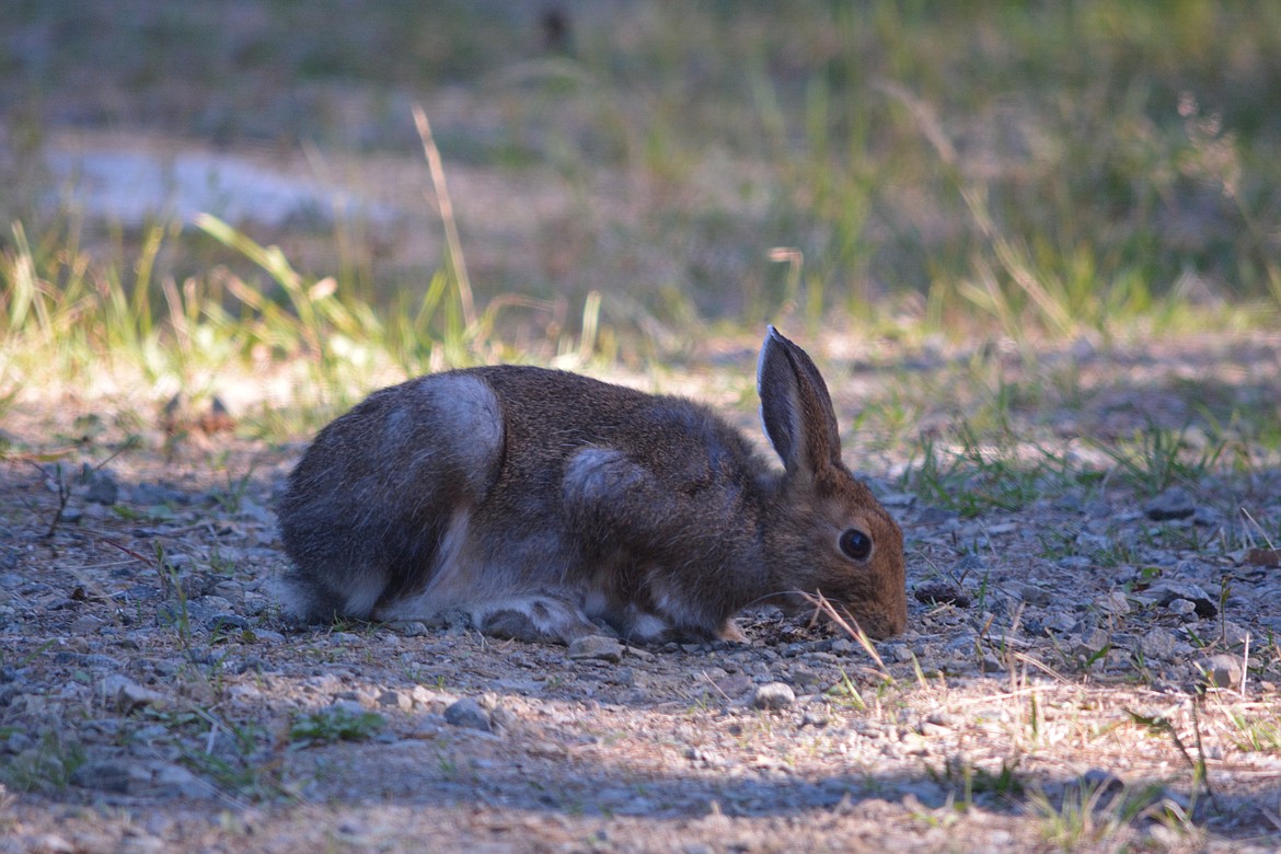 -- Photo by DON BARTLING

The snowshoe hare prefers habitats with plenty of under vegetation.