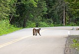 Cops kill persistent lion in Whitefish