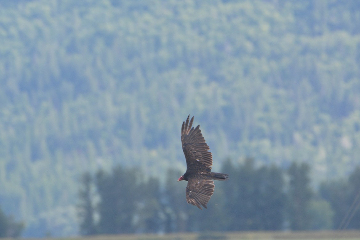 &#151; Photo by DON BARTLING

Turkey buzzards usually have a wing span of 66-70 inches, a long square tail and ivory bill.