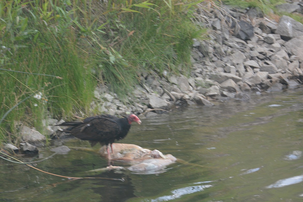 &#151; Photo by DON BARTLING
Turkey buzzard feeding on whitetail deer carcass.