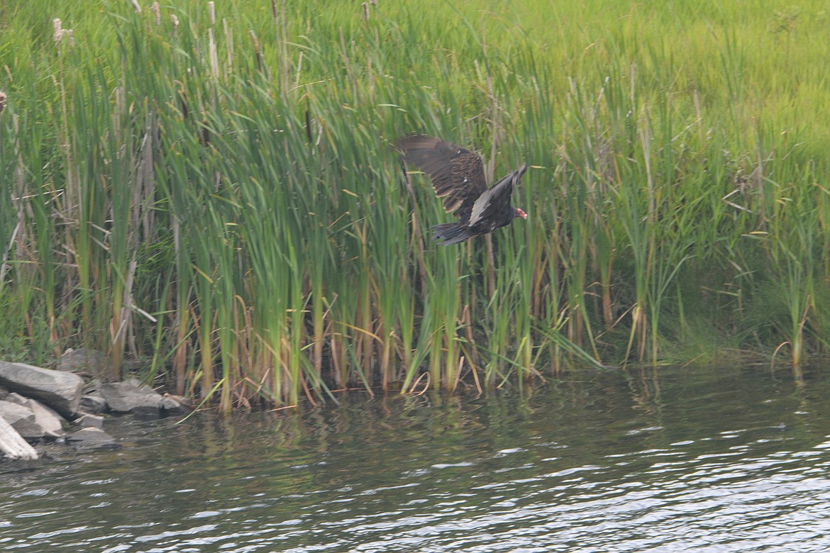 &#151; Photo by DON BARTLING

After spending the summer in Boundary County, they migrate to Mexico, Central America or South America.