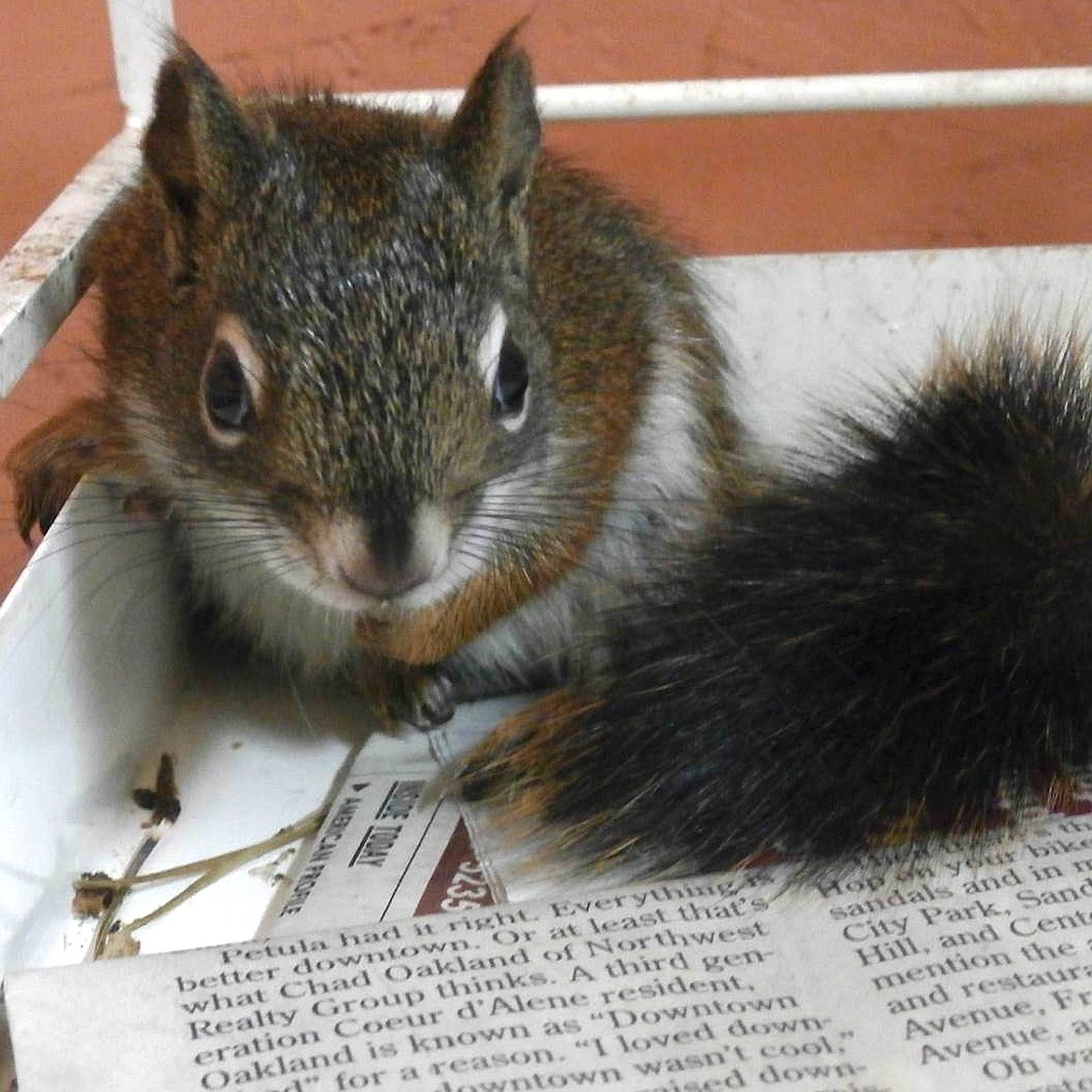 American Heritage Wildlife Foundation works for the preservation of Idaho wildlife through rehabilitation and community education. When a wild animal, such as a pine squirrel, is in need, AHWF gives the animal a place to rest and recuperate, and then, sets them back into the wild.