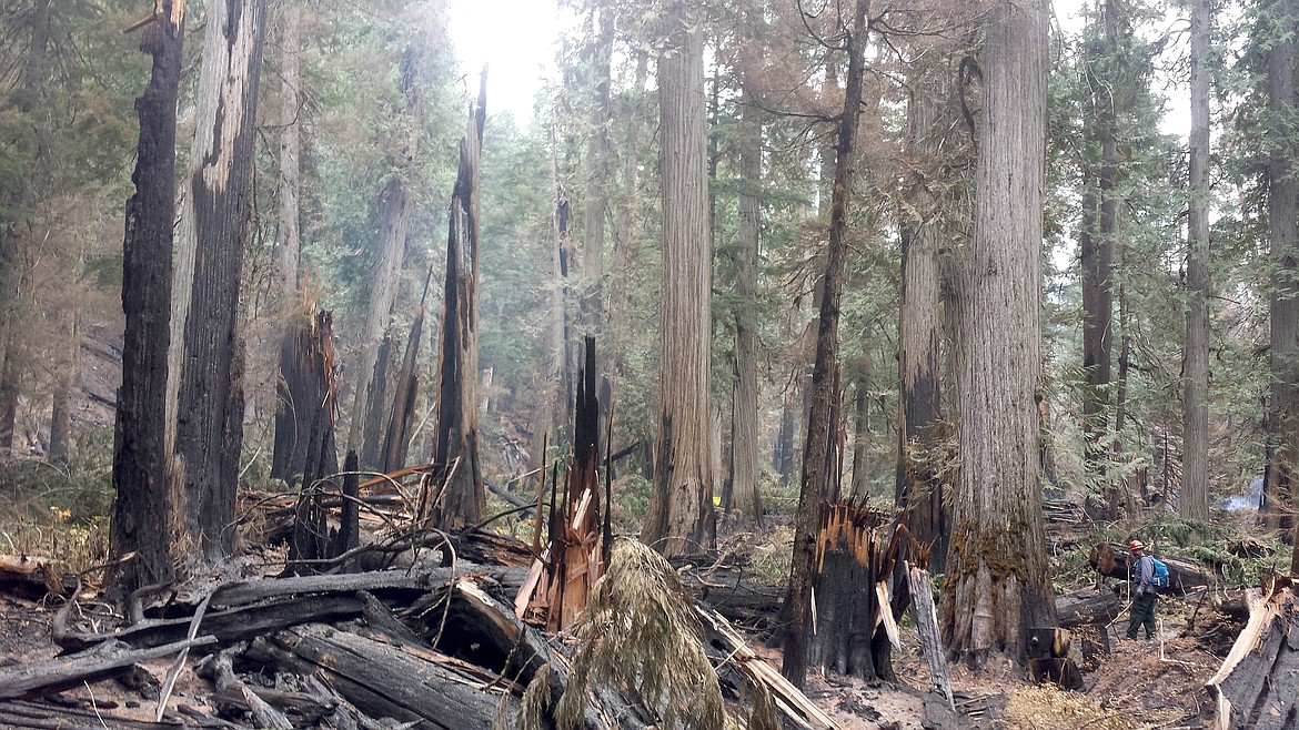 &#151;Courtesy photo
Recovery from the fires of 2015 is beginning already along Ross Creek Trail 142 in the proposed Scotchman Peaks Wilderness.