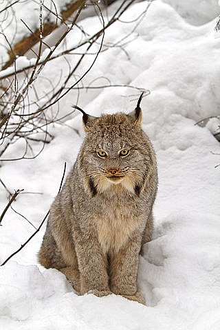 &#151;Photo by MICHAEL ZAHRA
The endangered Canada lynx preys on snowshoe hares during long, snowy winters.