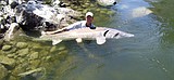 Idaho's largest fish gets a boost from state's biologists