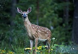 A collection of recent favorite photos