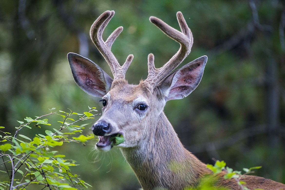 A whitetail buck munches on some bushes in Glacier National Park.