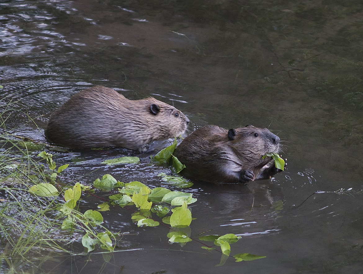 A pair of young beavers dine a tree branch in Glacier National Park.