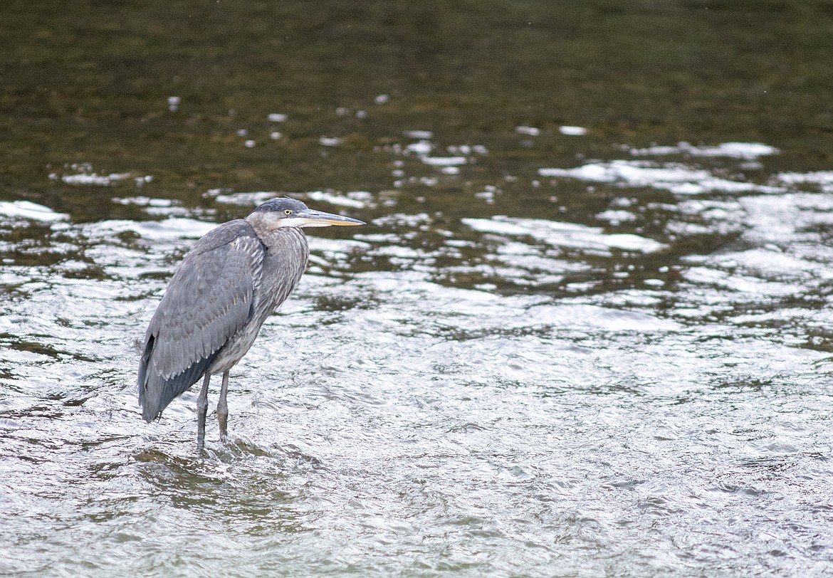 A great blue heron hunts fish in a stream in Glacier National Park recently.