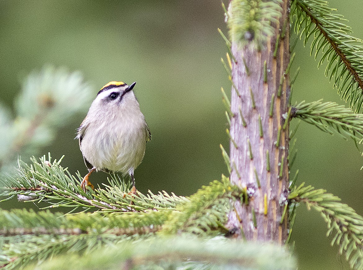 A golden-crowned kinglet searches for insects in Glacier National Park. The birds are easier to spot by sound, than by sight.