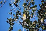 Tanagers finds home among Idaho's trees