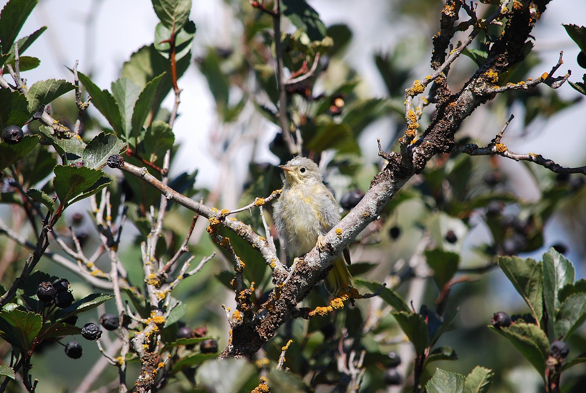 &#151;Photo courtesy DON BARTLING
A juvenile Western Tanager hides among the trees at the Kootenai National Wildlife Refuge recently.