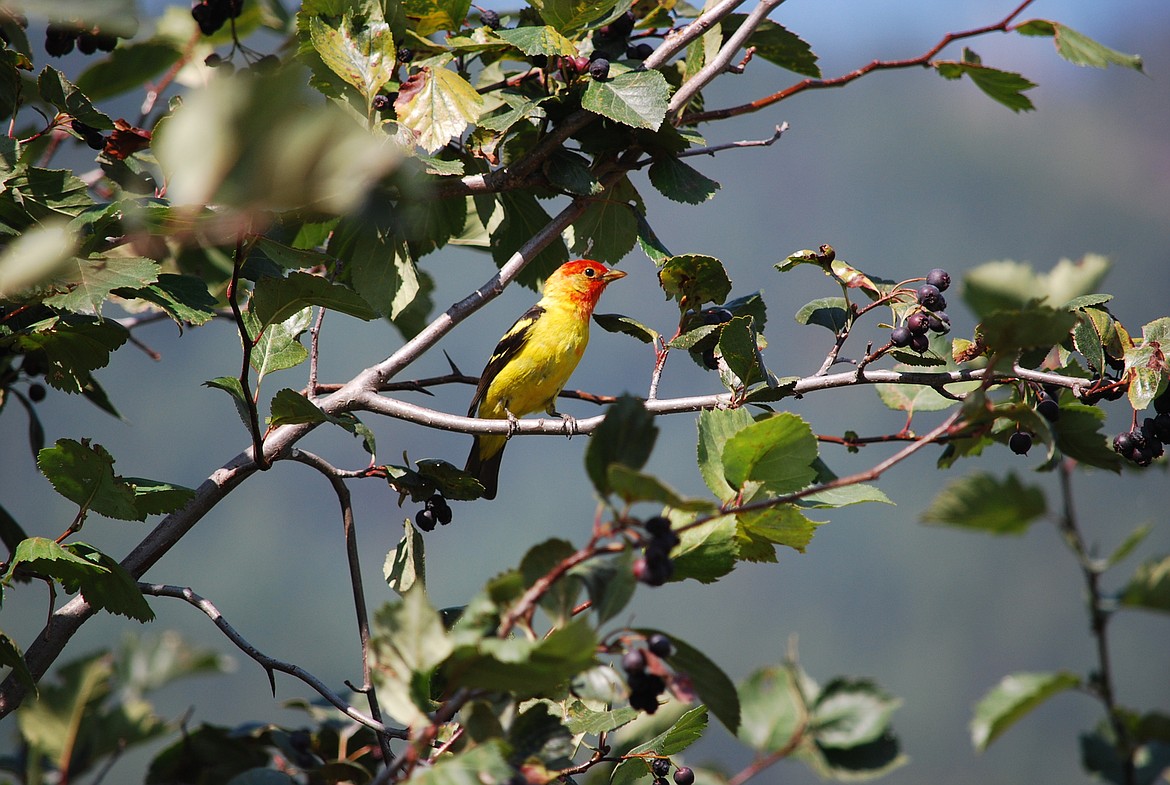 &#151;Photo courtesy DON BARTLING
A male Western Tanager.