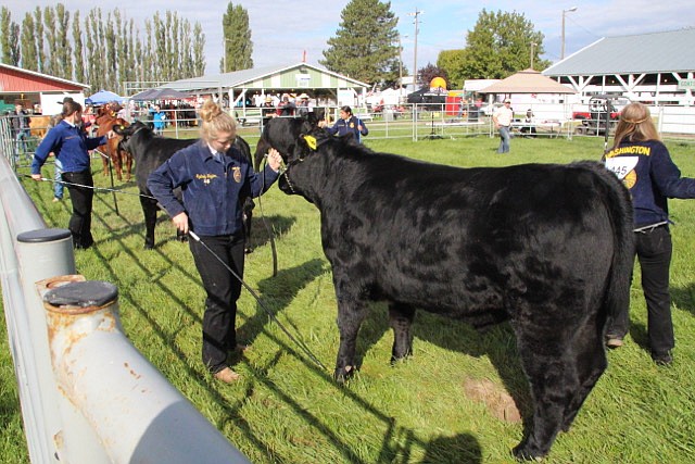 FFA and 4-H competitions in animal showing attract youngsters from three counties. The big day is Saturday with its stock auction.