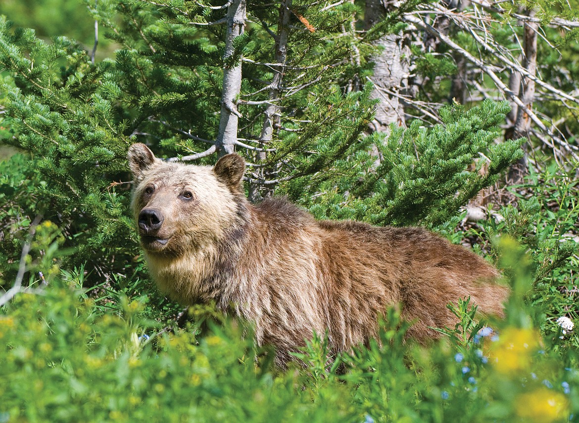 A collective database of grizzly bear DNA now numbers about 5,000 individual bears, indentified over the past 25 years from Banff National park to Yellowstone.