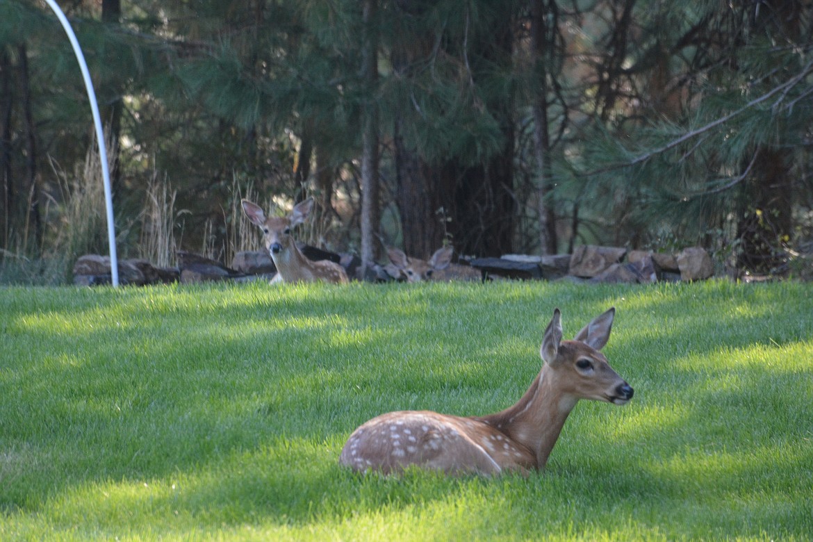 &#151;Photo by DON BARTLING
The last fawn was so full, he rested his chin on the grass.